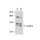 Calpain Inhibitor I: sc-29119. Western blot analysis of phosphorylated-IκB-α expression in Jurkat (A) and TNF&amp;