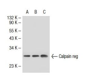 Calpain reg Antibody (P-1) - Western Blotting - Image 34882