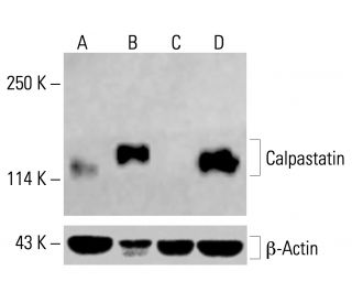 Calpastatin Antibody (A-1) - Western Blotting - Image 414790 