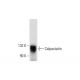 western blotting image from recommended Calpastatin (A-1) monoclonal antibody replacement. Image 289781