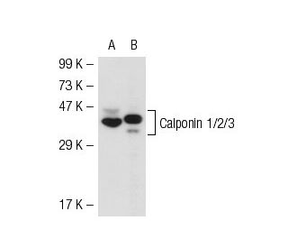 Calponin 1/2/3 Antibody (G-10) - Western Blotting - Image 51933 