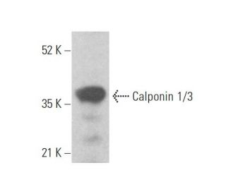 Calponin 1/3 Antibody (E-4) - Western Blotting - Image 355195 