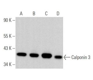 Calponin 3 Antibody (A-2) - Western Blotting - Image 369302 