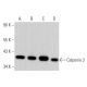western blotting image from recommended Calponin 3 (A-2) monoclonal antibody replacement. Image 369302