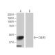 CALR3 Antibody (1H2) - Western Blotting - Image 64885 