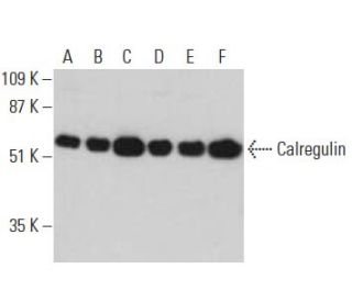 Calregulin Antibody (A-9) - Western Blotting - Image 396098 