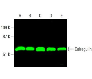 western blotting image from recommended Calregulin (F-4) monoclonal antibody replacement. Image 378927