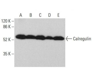 Calregulin Antibody (H-10) - Western Blotting - Image 378766 