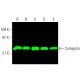 western blotting image from recommended Calregulin (F-4) monoclonal antibody replacement. Image 378927