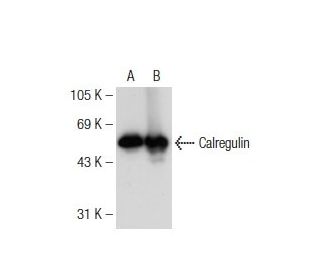 Calregulin Antibody (A-9) - Western Blotting - Image 109177
