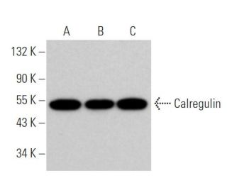 Calregulin Antibody (H-10) - Western Blotting - Image 361066