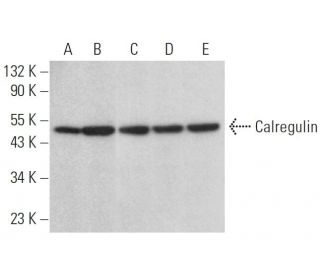 Calregulin Antibody (1G6A7) - Western Blotting - Image 379438