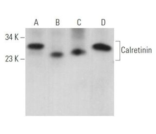 western blotting image from recommended Calretinin (H-5) monoclonal antibody replacement. Image 362930