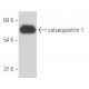 calsequestrin 1 Antibody (4i392) - Western Blotting - Image 17600