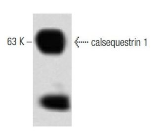 calsequestrin 1 Antibody (51) - Western Blotting - Image 60254
