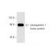 calsequestrin 1 Antibody (D-10) - Western Blotting - Image 56507