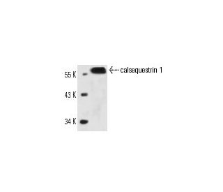 calsequestrin 1 Antibody (VIIID12) - Western Blotting - Image 14328 