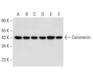 western blotting image from recommended Calumenin (F-8) monoclonal antibody replacement. Image 311941