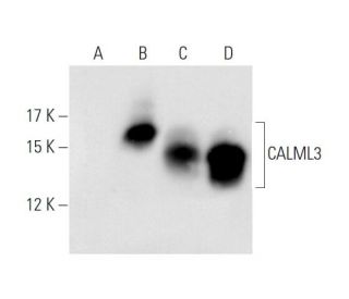 CaM Antibody (G-3) - Western Blotting - Image 56510 
