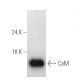 CaM Antibody (G-3) - Western Blotting - Image 389374