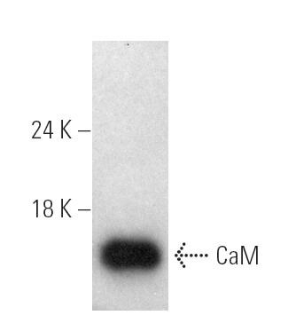 RIP RIN様 CaM Antibody (G-3) | SCBT - Santa Cruz Biotechnology