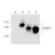 western blotting image from recommended CaM (G-3) monoclonal antibody replacement. Image 56510