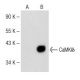 CaMKIδ Antibody (C-9) - Western Blotting - Image 147783 