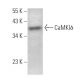 CaMKIδ Antibody (C-9) - Western Blotting - Image 374841
