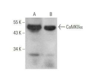 CAMK2A/CaMKII alpha Antibody (A-1) | SCBT - Santa Cruz
