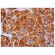 CAMK2A/CaMKII alpha Antibody (B-2) - Immunohistochemistry - Image 284778 