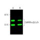 western blotting image from recommended CaMKII (G-1) monoclonal antibody replacement. Image 371788