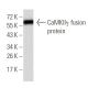 Anti-CaMKIIγ Antibody (8G10C1) - Western Blotting - Image 358350 