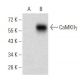 Anti-CaMKIIγ Antibody (8G10C1) - Western Blotting - Image 358351