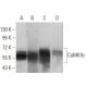 Anti-CaMKIIγ Antibody (8G10C1) - Western Blotting - Image 358352 