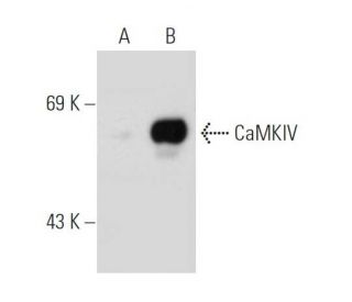 CaMKIV Antibody (H-5) - Western Blotting - Image 109829