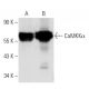 western blotting image from recommended CaMKKα (F-2) monoclonal antibody replacement. Image 2241