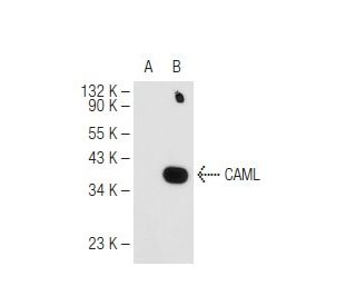 CAML Antibody (B-12) - Western Blotting - Image 84110 