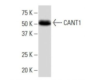 CANT1 Antibody (14.9) - Western Blotting - Image 34034 