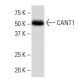 CANT1 Antibody (14.9) - Western Blotting - Image 34034 