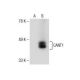 CANT1 Antibody (14.9) - Western Blotting - Image 154339 