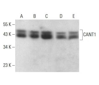 CANT1 Antibody (B-12) - Western Blotting - Image 382286 