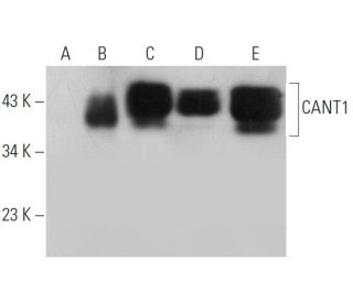 CANT1 Antibody (C-3) - Western Blotting - Image 351709 