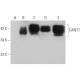 CANT1 Antibody (C-3) - Western Blotting - Image 351709 