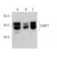CANT1 Antibody (C-3) - Western Blotting - Image 368612 