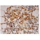 CAP-18 Antibody (H7) - Immunohistochemistry - Image 290520