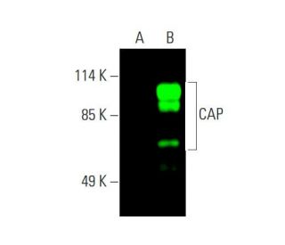 CAP Antibody (G-3) - Western Blotting - Image 388217 