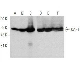 CAP1 Antibody (H-2) - Western Blotting - Image 360641 