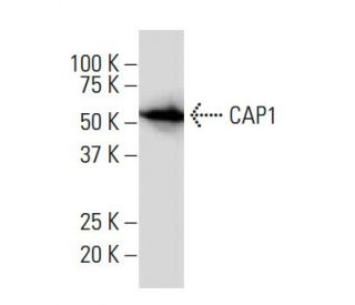 CAP1 Antibody (M-30) - Western Blotting - Image 34288