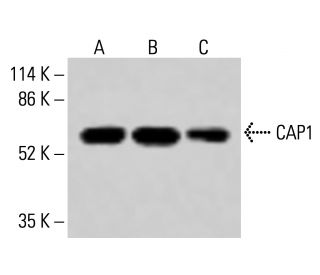 CAP1 Antibody (H-2) - Western Blotting - Image 414674 