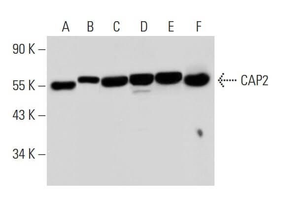 CAP2 Antibody (A-5) | SCBT - Santa Cruz Biotechnology